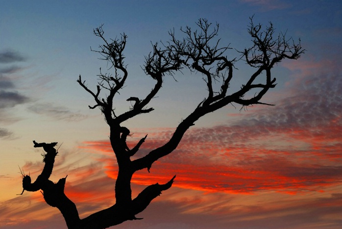 Gnarly Tree