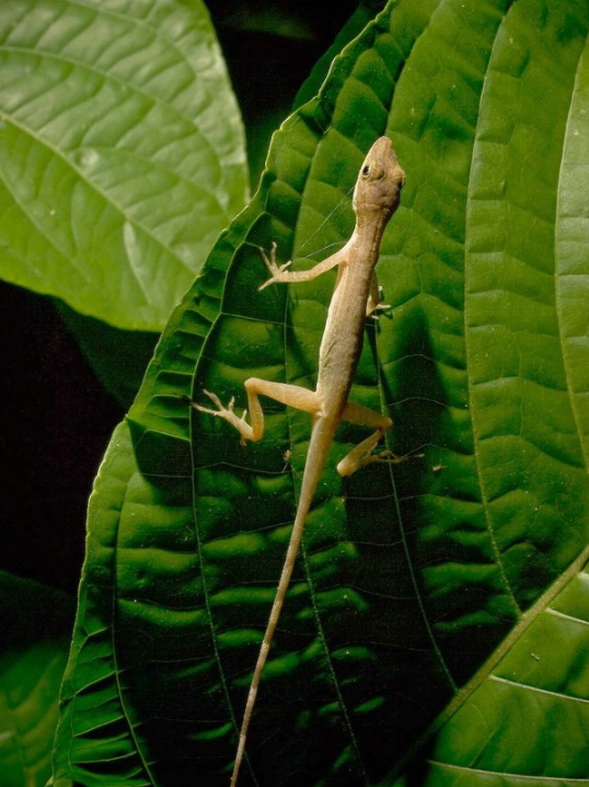Anole in rainforest, Costa Rica