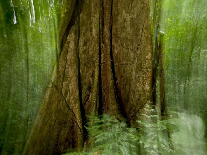 In the rainforest, Costa Rica