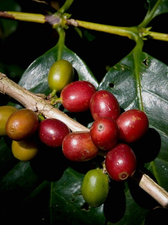 Coffee beans, Costa Rica