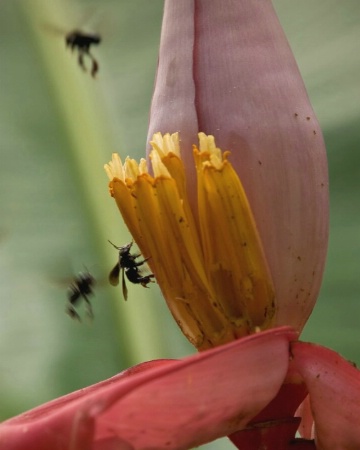 Banana flower and bees, Costa Rica