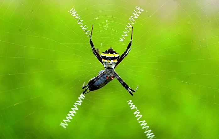 Spider on Web - ID: 5320377 © VISHVAJIT JUIKAR
