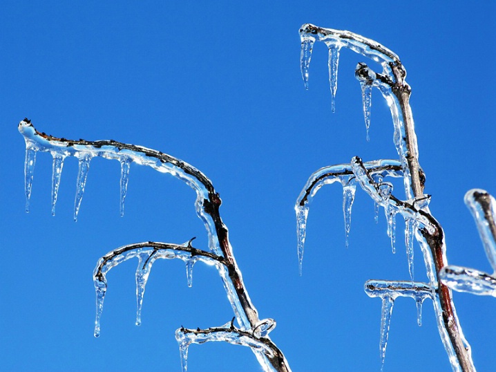 day 3 of the ice storm...