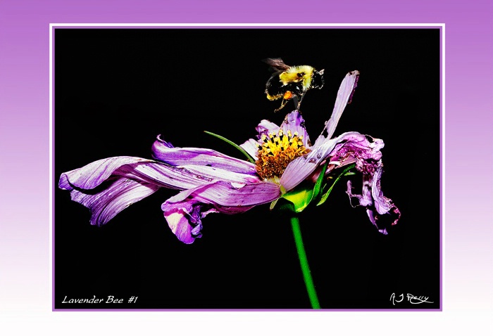 "Lavender Bee" #1