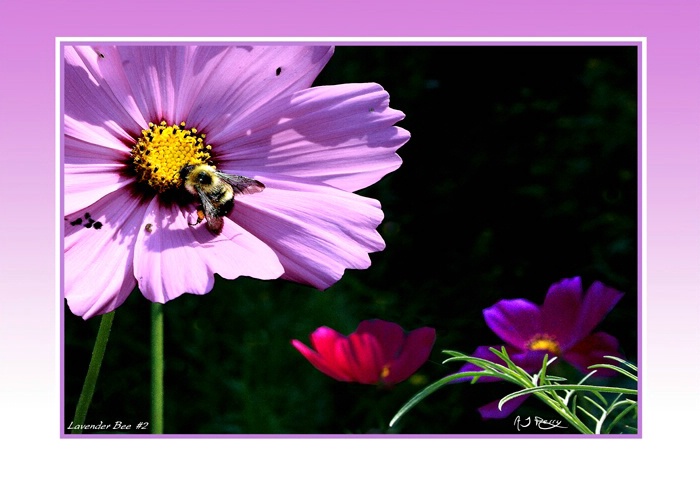 "Lavender Bee" #2