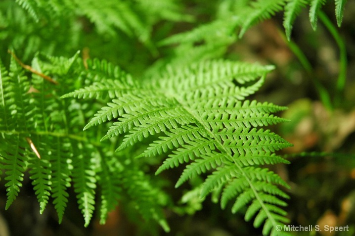 Swamp Fern