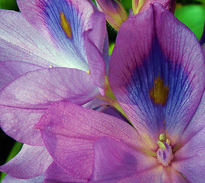 Water Hyacinth Bloom