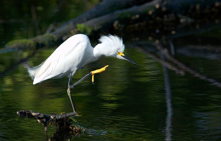 Snowy Egret