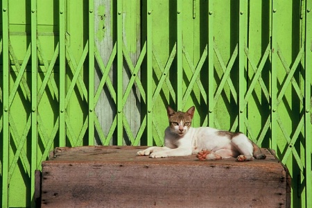 A Street Cat