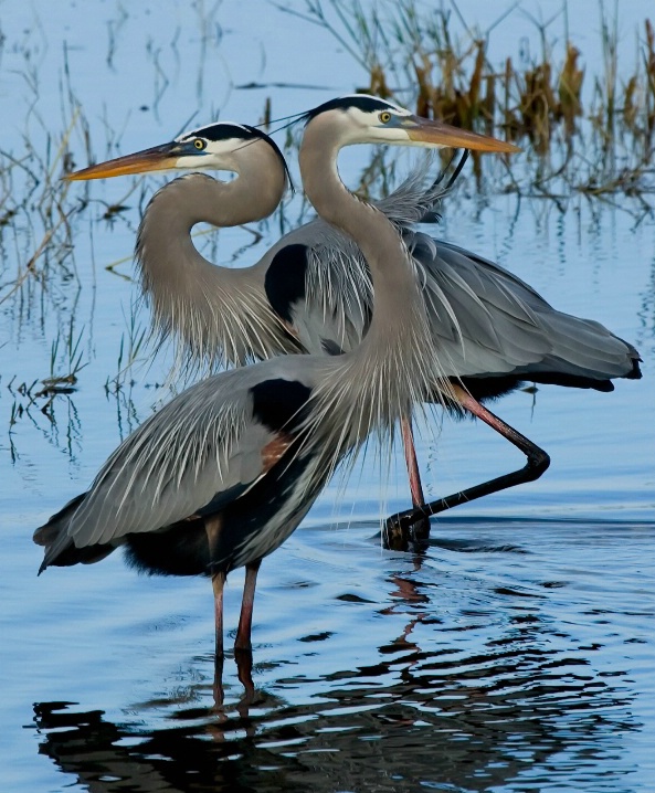 Great Blue Heron