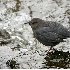 2American Dipper - ID: 5329193 © John Tubbs