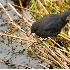 2American Dipper - ID: 5329194 © John Tubbs