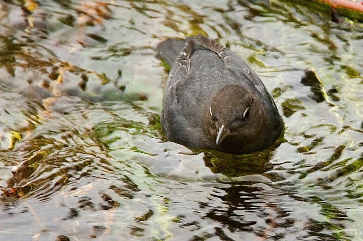 American Dipper - ID: 5329196 © John Tubbs