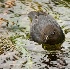 2American Dipper - ID: 5329196 © John Tubbs