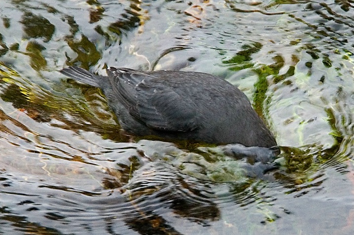 American Dipper - ID: 5329197 © John Tubbs