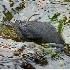 2American Dipper - ID: 5329197 © John Tubbs