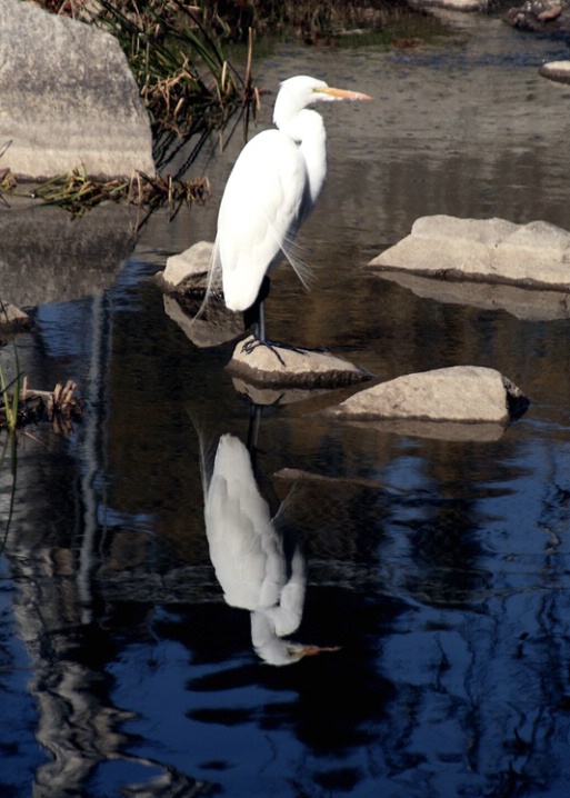 Egret standing