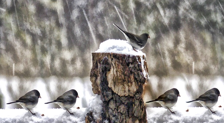 Out in the Storm - ID: 5331347 © Laurie Daily