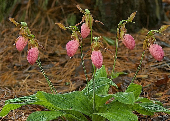 Pink Lady Slipper, Clemson Forest - ID: 5331840 © george w. sharpton