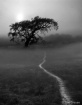 Foggy morning wal...