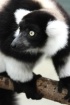 Pretty Monkey