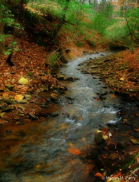  Forest Stream