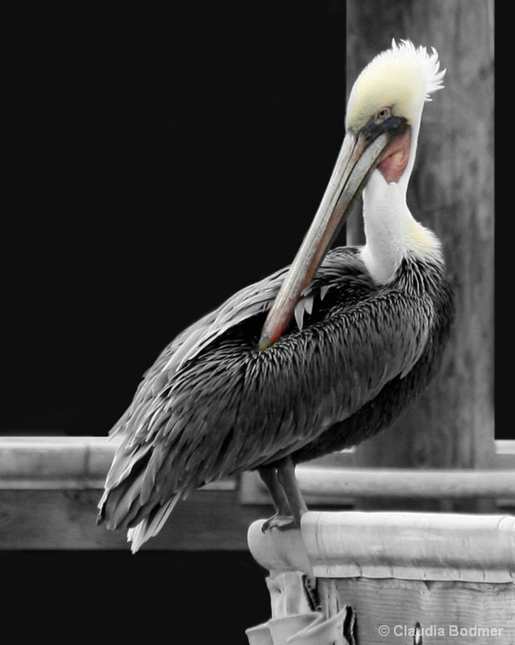 Pelican Photograph - ID: 5342243 © Claudia/Theo Bodmer