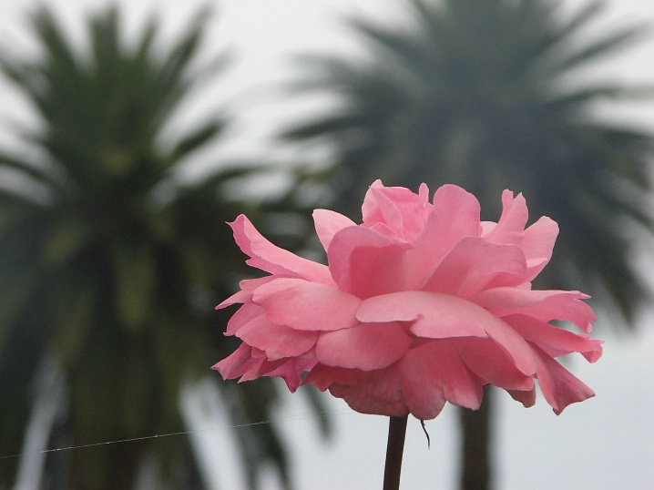 Pink Rose among palm trees