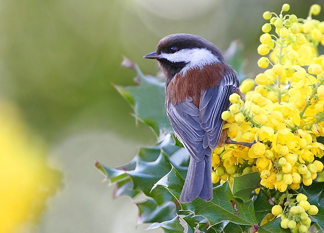 Chestnut-backed Chickadee and Oregon Grape - ID: 5347606 © Janine Russell