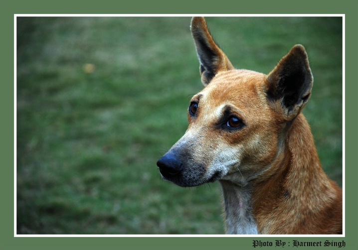 Dog Portrait