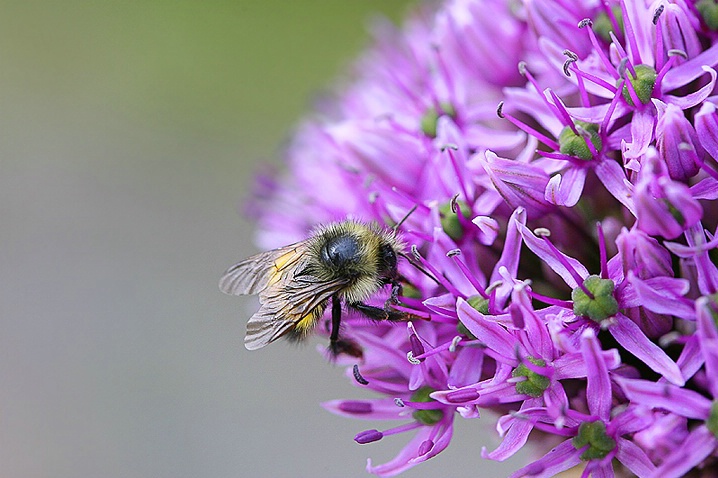 Bee and Allium - ID: 5347830 © Janine Russell