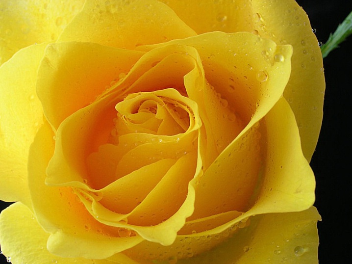 Yellow Rose