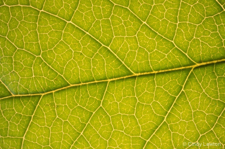 Abstracts in Nature - Leaf