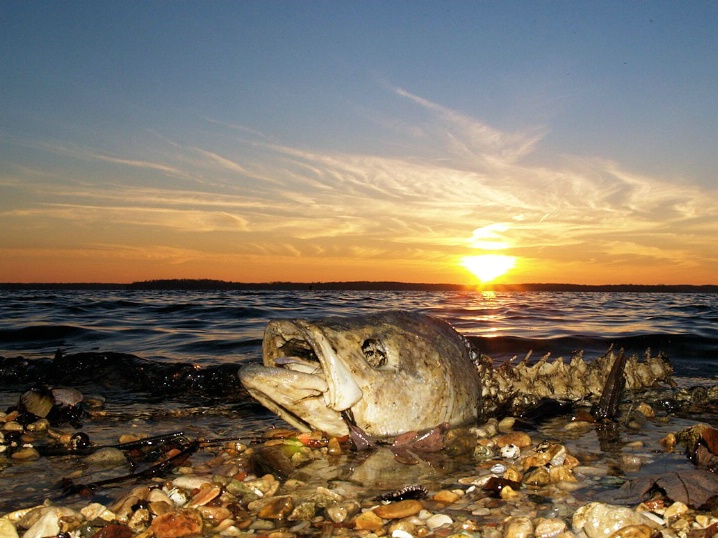 Fish heads, fish heads..