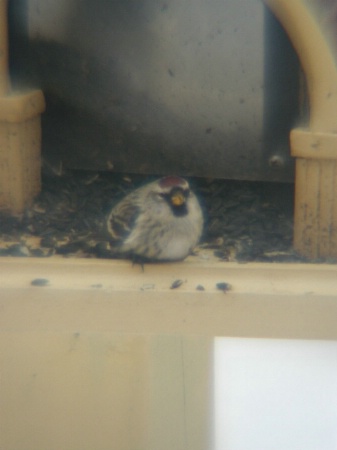 Bird on the feeder