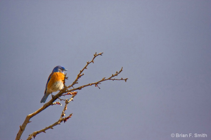 Bluebird, Anza-Borrego Desert Park