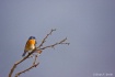 Bluebird, Anza-Bo...