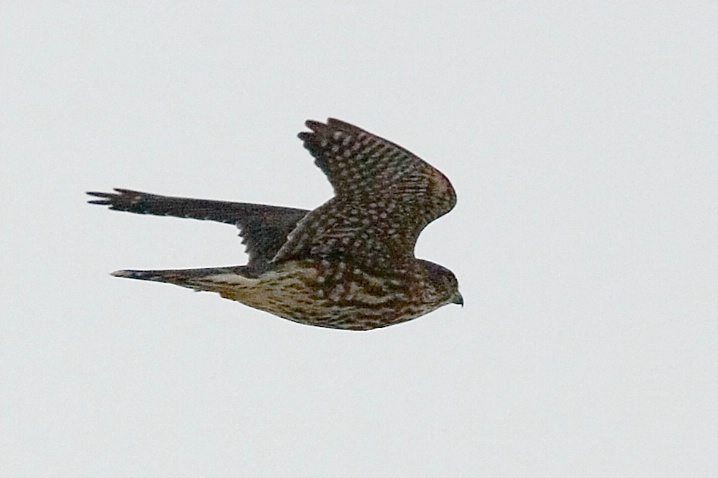 Merlin in Flight - ID: 5351024 © John Tubbs