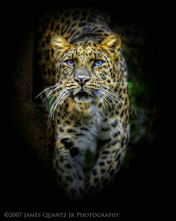 Leopard