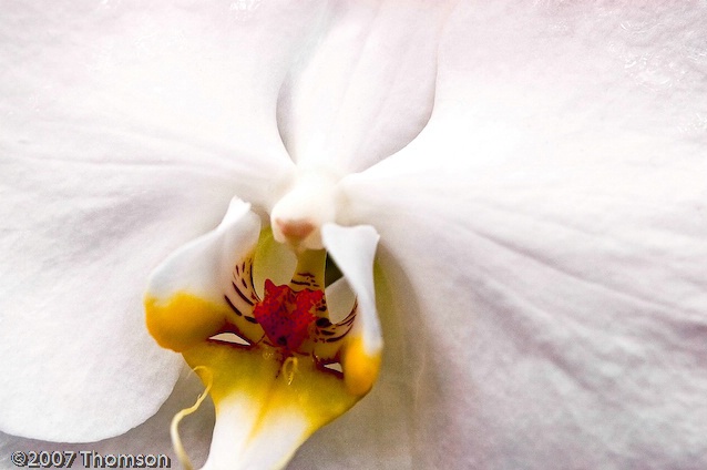 Washington:  White Orchid