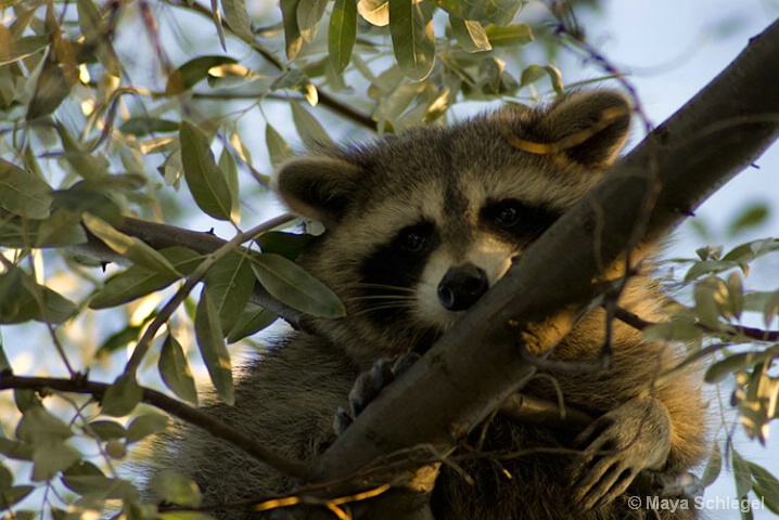 Raccoon on the branch