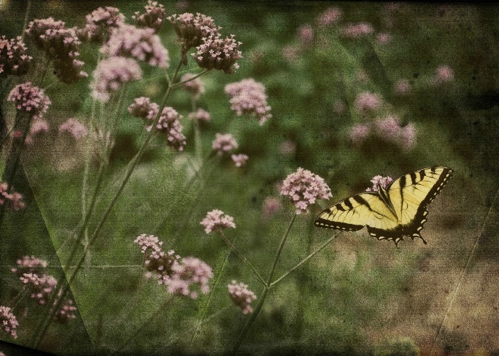 Butterfly Art