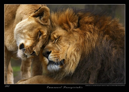 Lion's Love