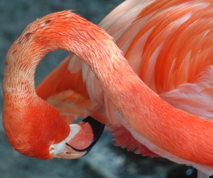 West Palm Beach Flamingo