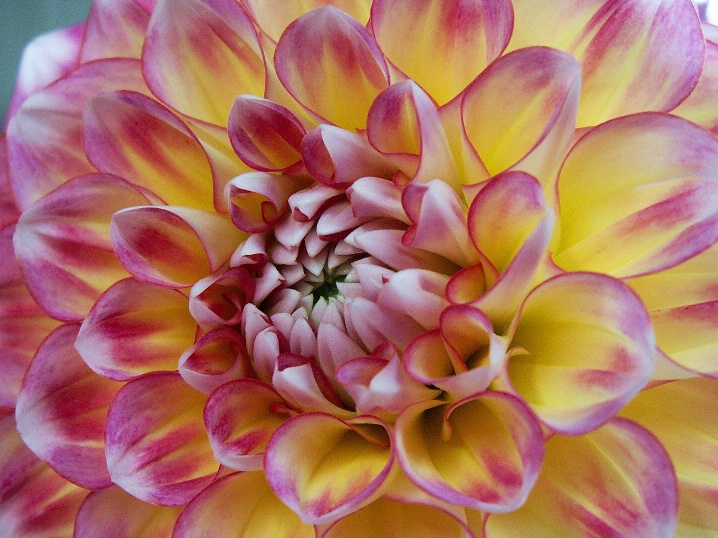 Dahlia