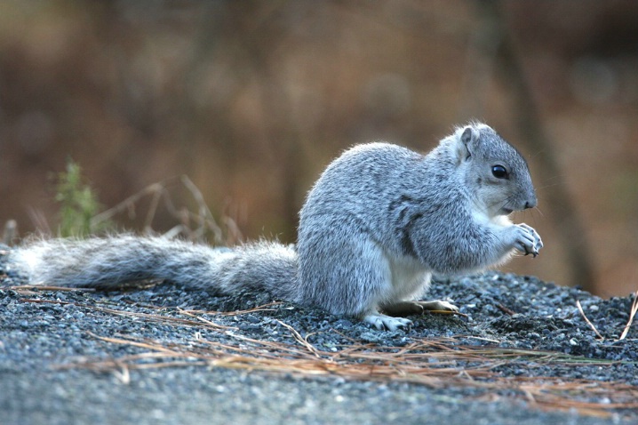 Delmarva Fox Squirrel, Chincoteague NWR