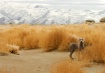 Open Season