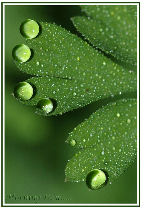 morning dew