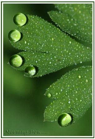 morning dew