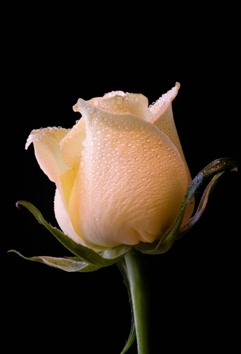 Vertical White Rose